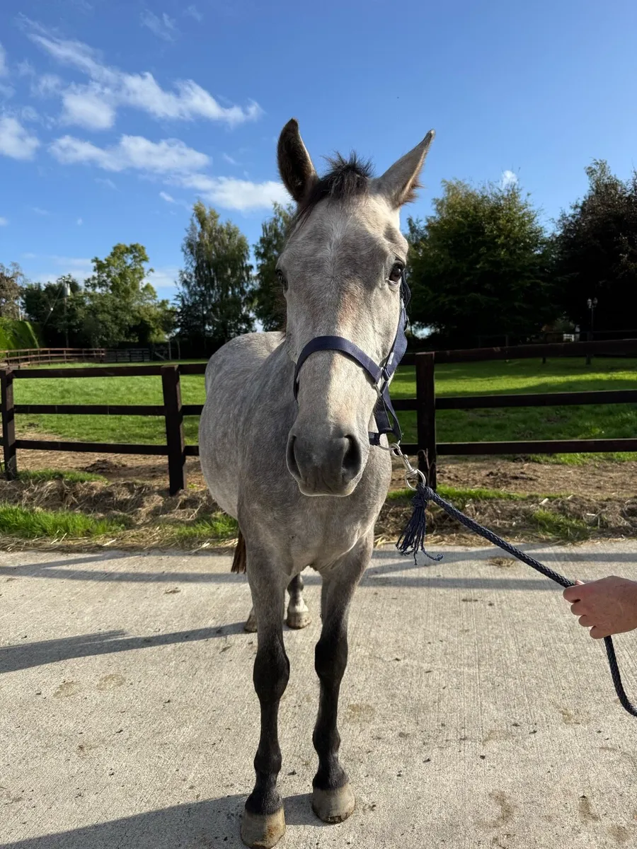 Rising 4yo gelding by Keamore Diamond Clover - Image 3