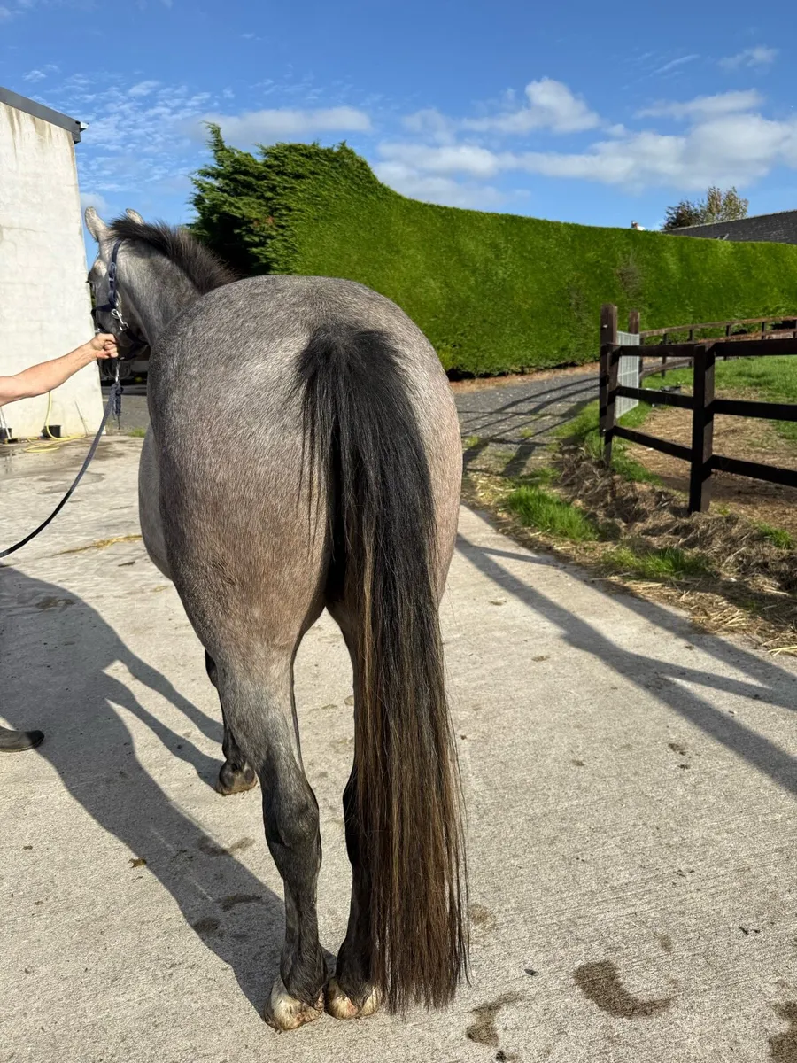 Rising 4yo gelding by Keamore Diamond Clover - Image 4