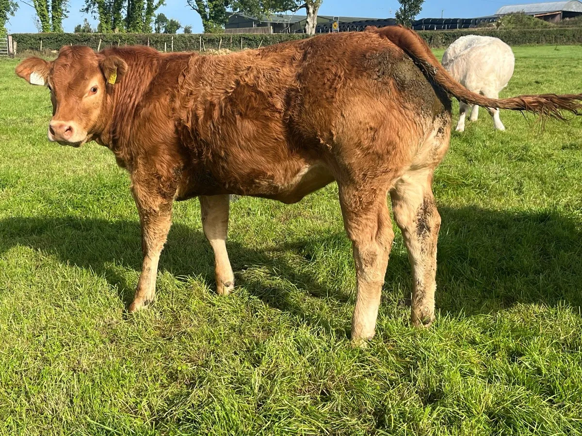 Exceptional Pedigree Limousin weanling heifers - Image 4