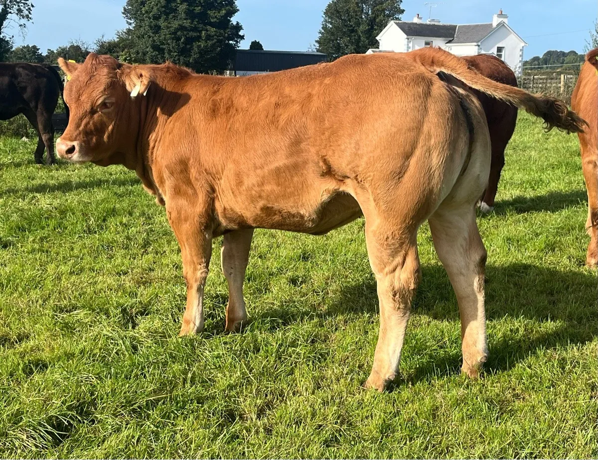 Exceptional Pedigree Limousin weanling heifers - Image 3