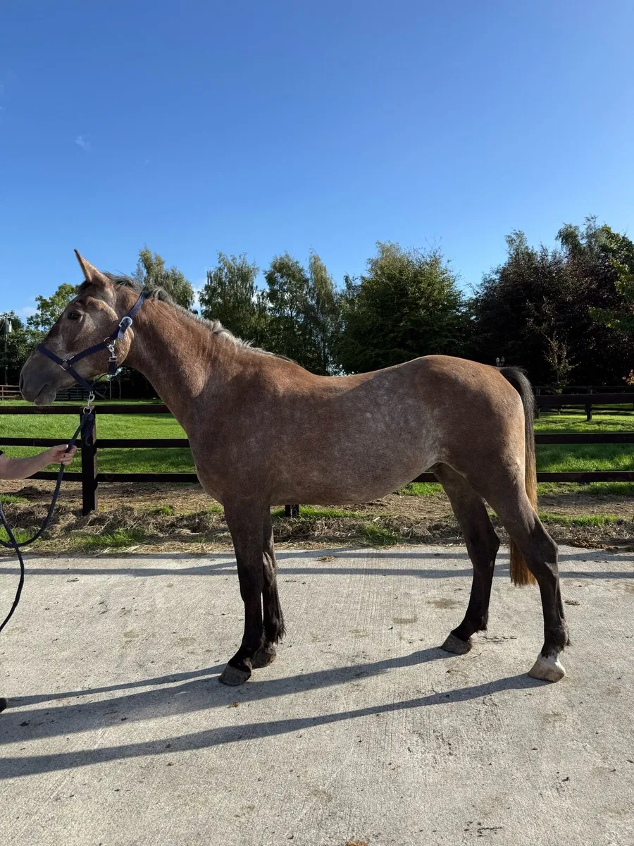 Rising 4yo gelding by Inisfree the Iron Cross - Image 1