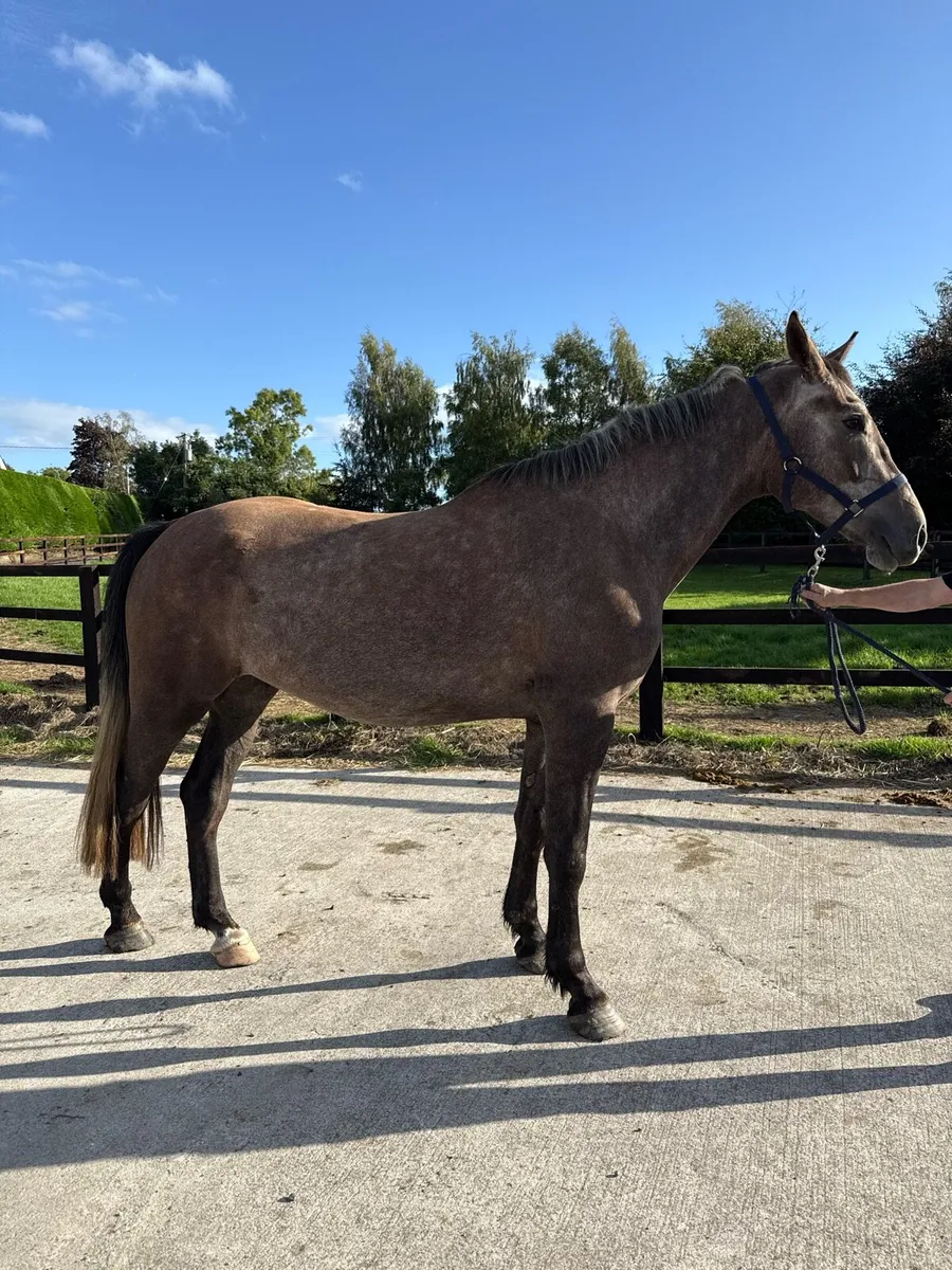 Rising 4yo gelding by Inisfree the Iron Cross - Image 2