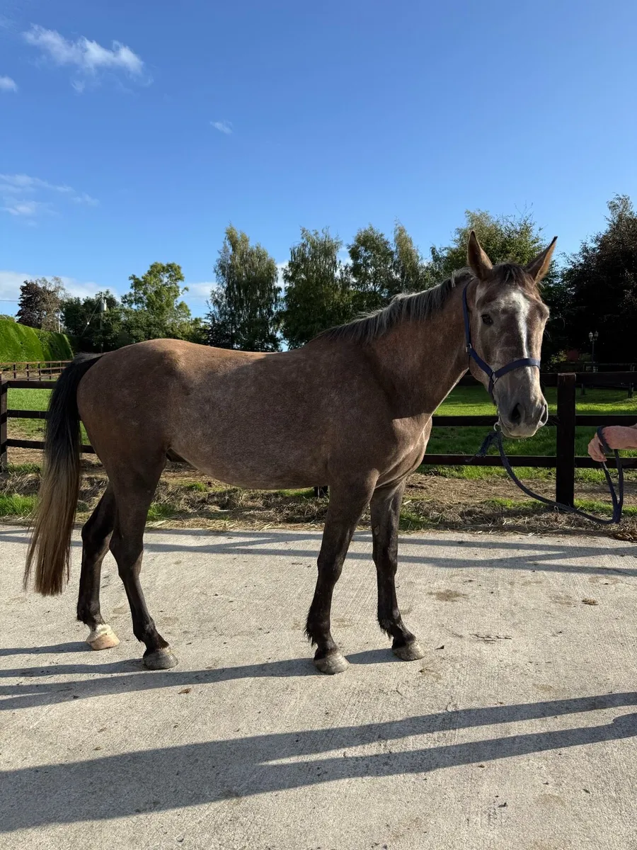 Rising 4yo gelding by Inisfree the Iron Cross - Image 3