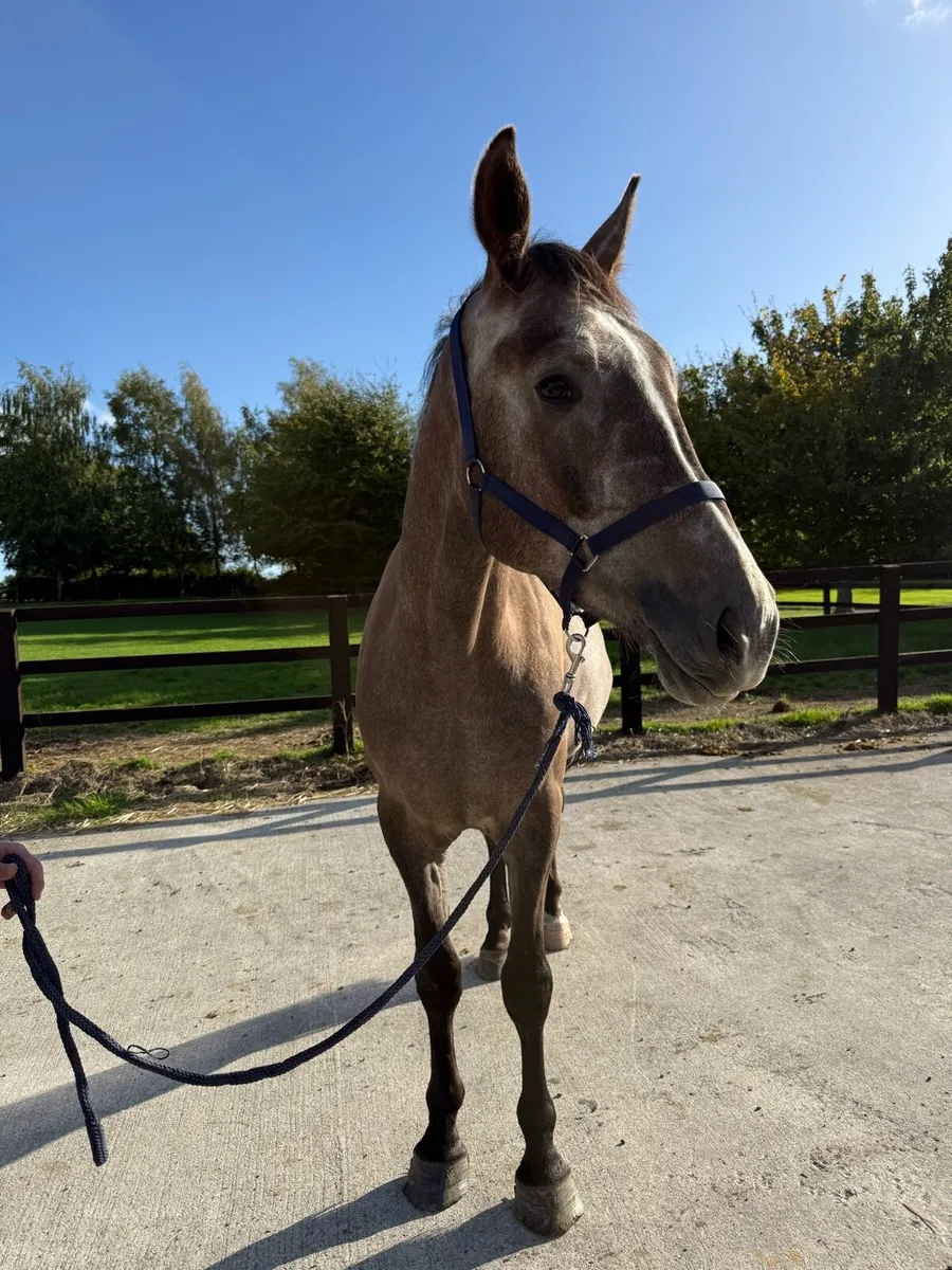 Rising 4yo gelding by Inisfree the Iron Cross - Image 4