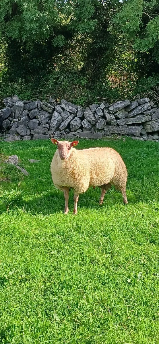 PB Rouge Ram Lambs - Image 4