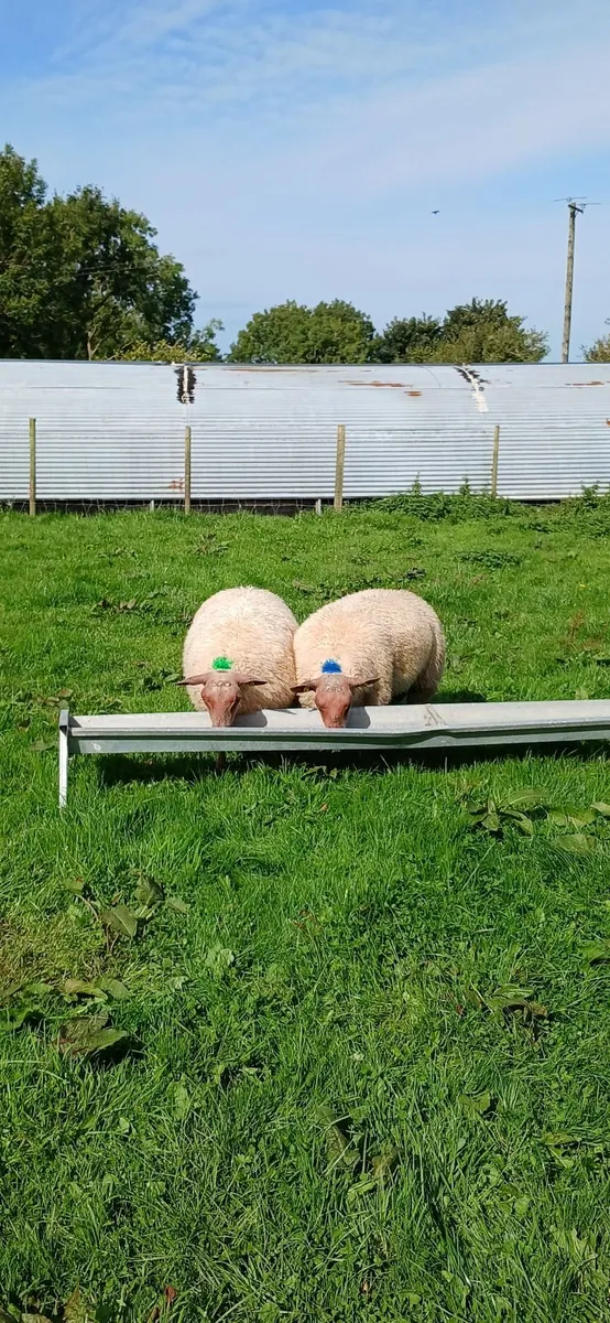 PB Rouge Ram Lambs - Image 1