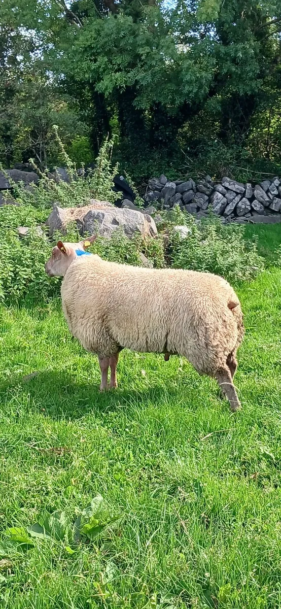 PB Rouge Ram Lambs - Image 2