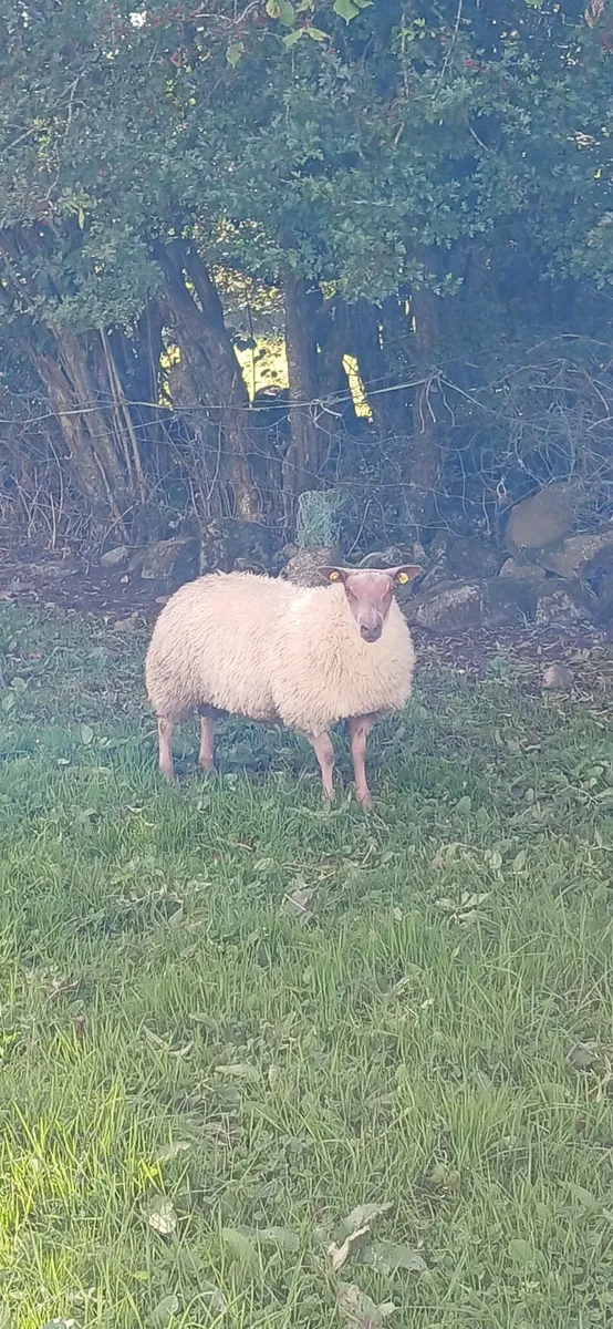 PB Rouge Ram Lambs - Image 3