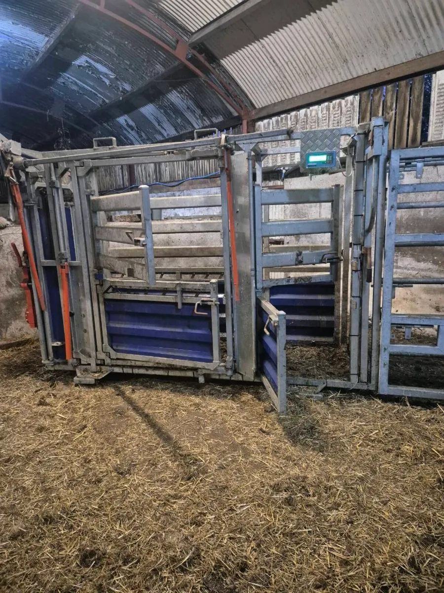 Clipex Cattle Crush - Image 3