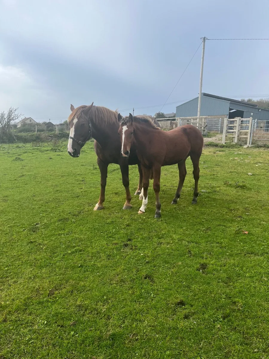 Horses - Image 1