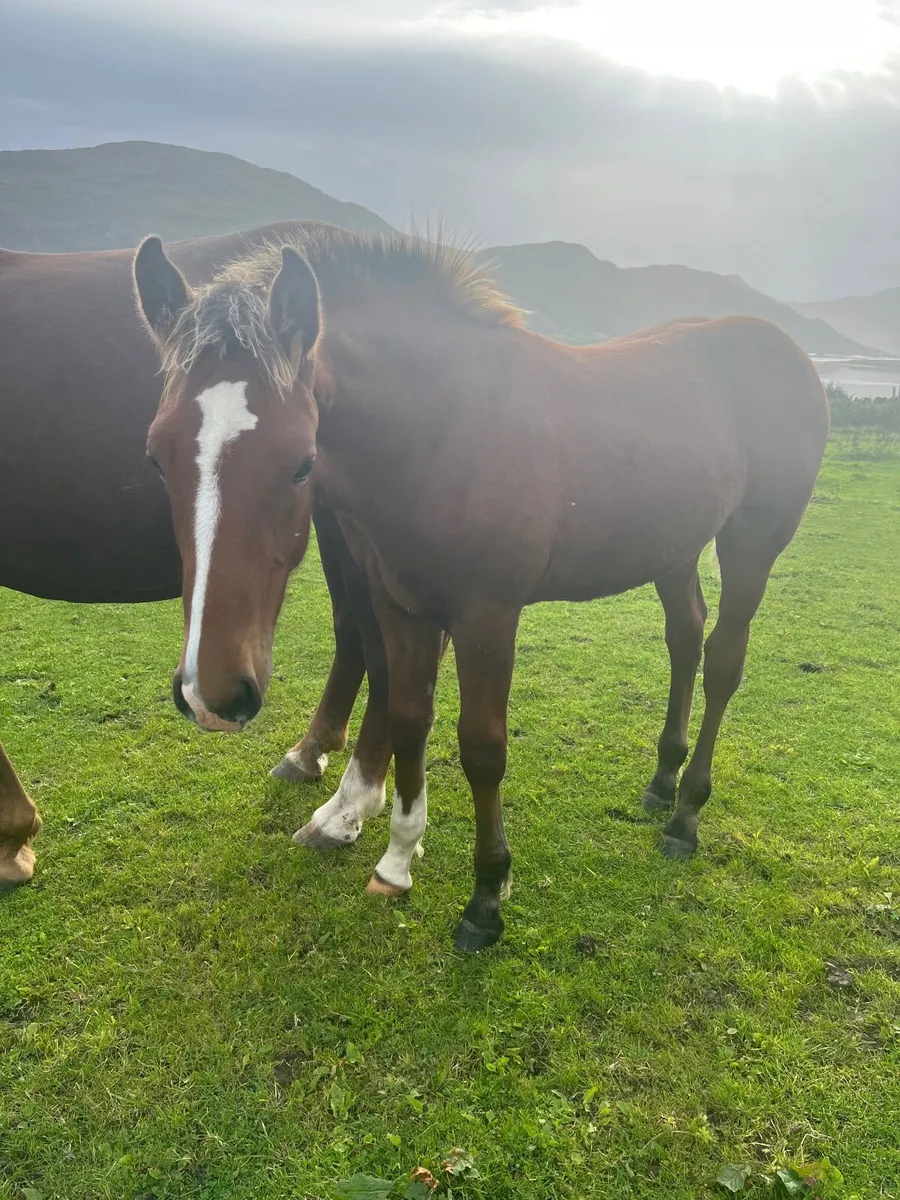 Horses - Image 2