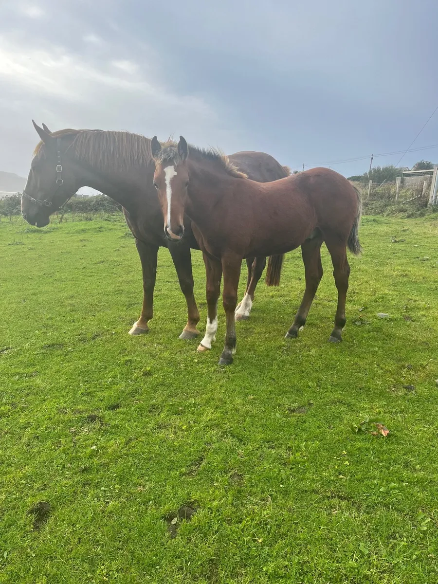 Horses - Image 3