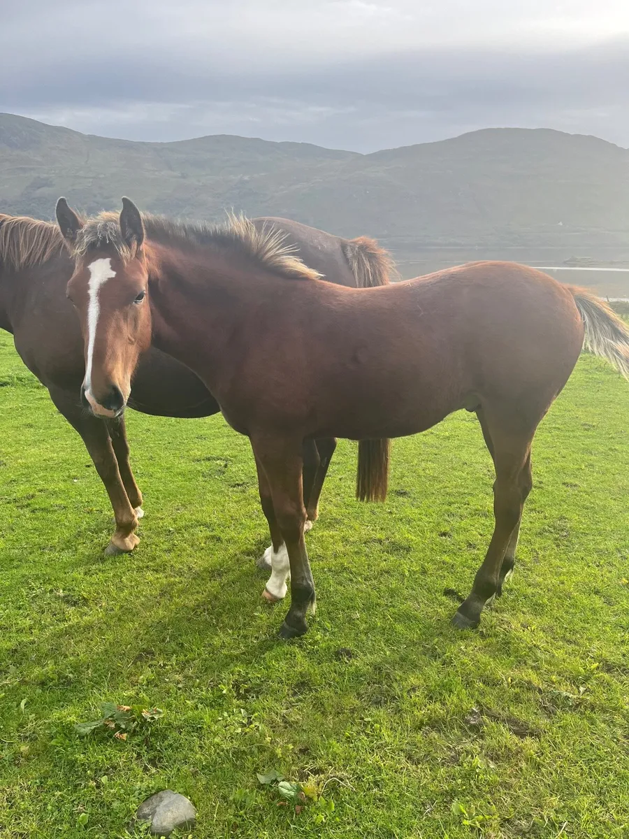 Horses - Image 4