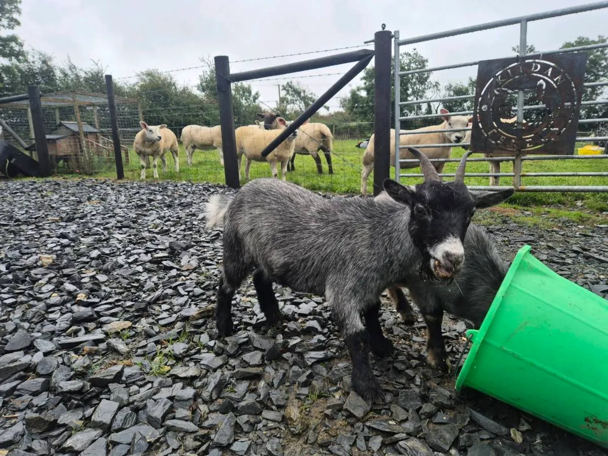 Pygmy Goats - Image 3