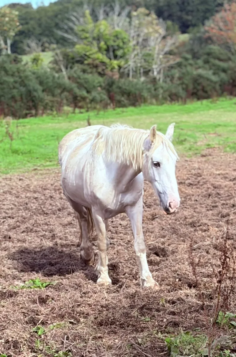 Project horse - Image 2