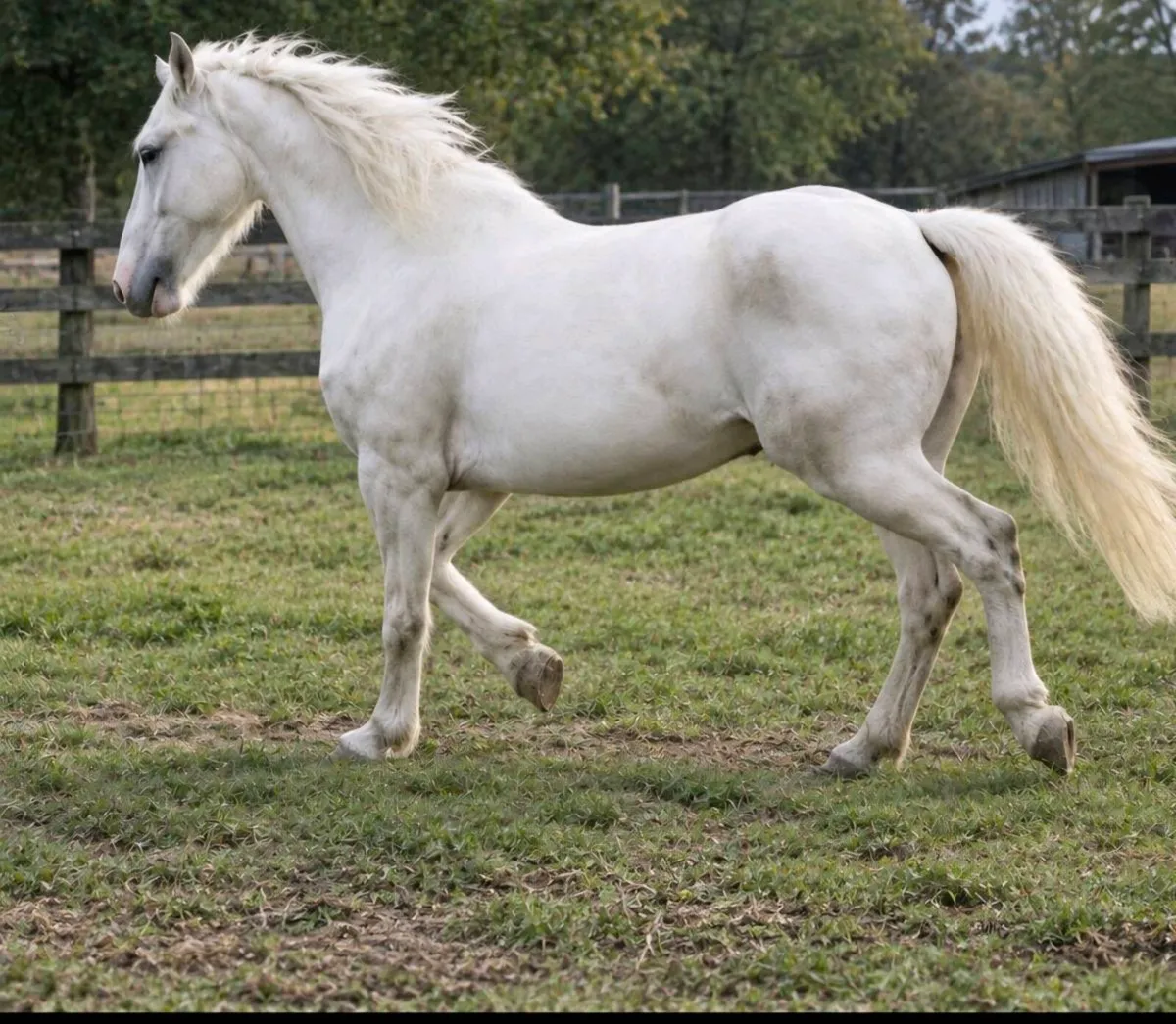 Project horse - Image 1