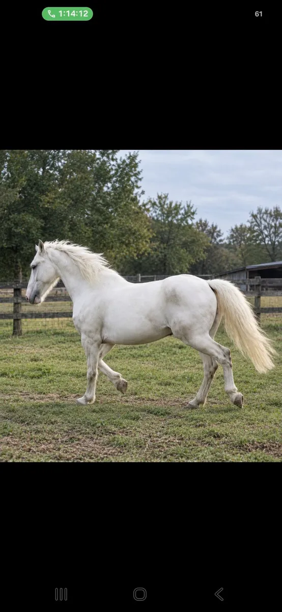 Project horse - Image 4