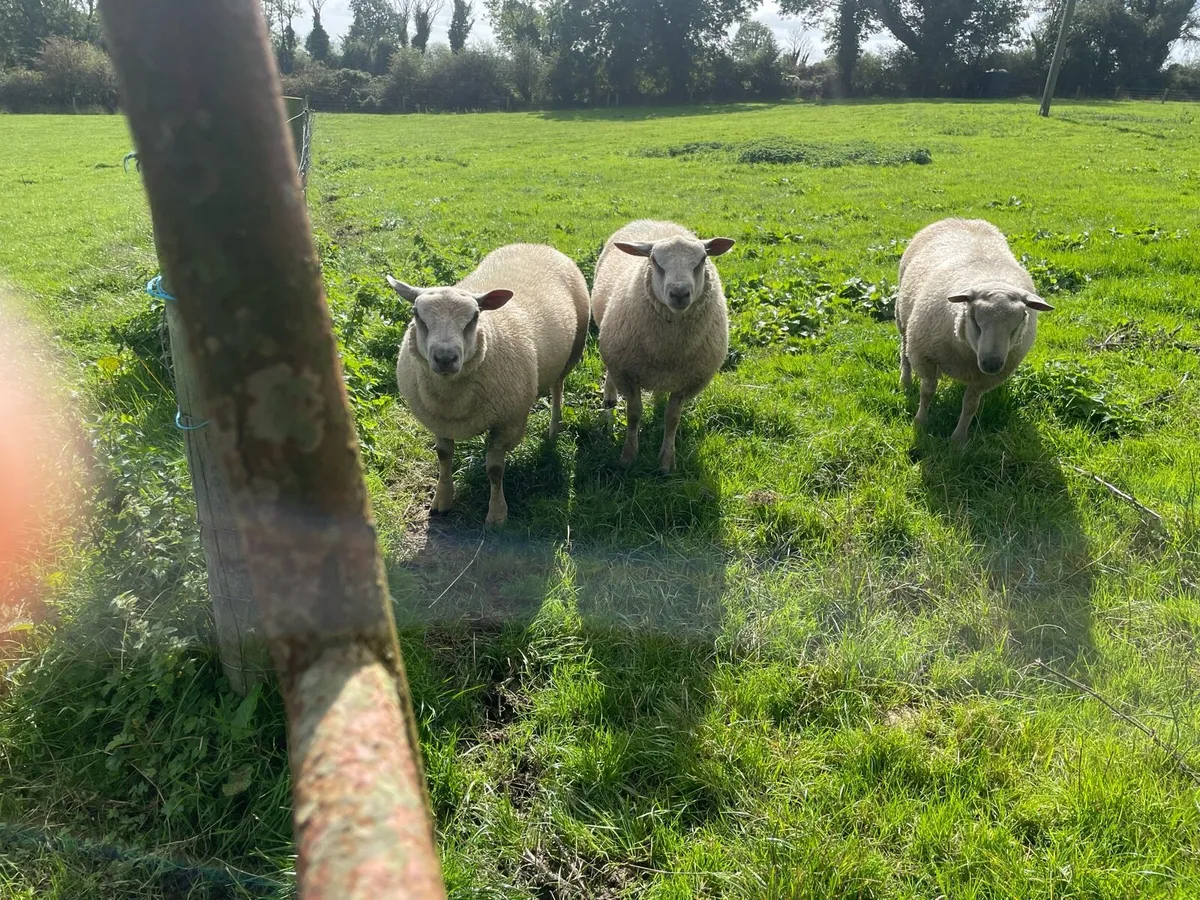 Sheep - Image 1