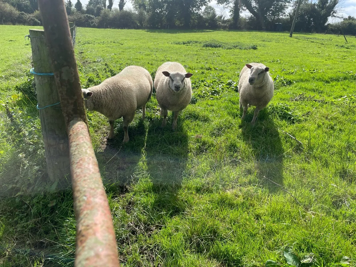 Sheep - Image 2