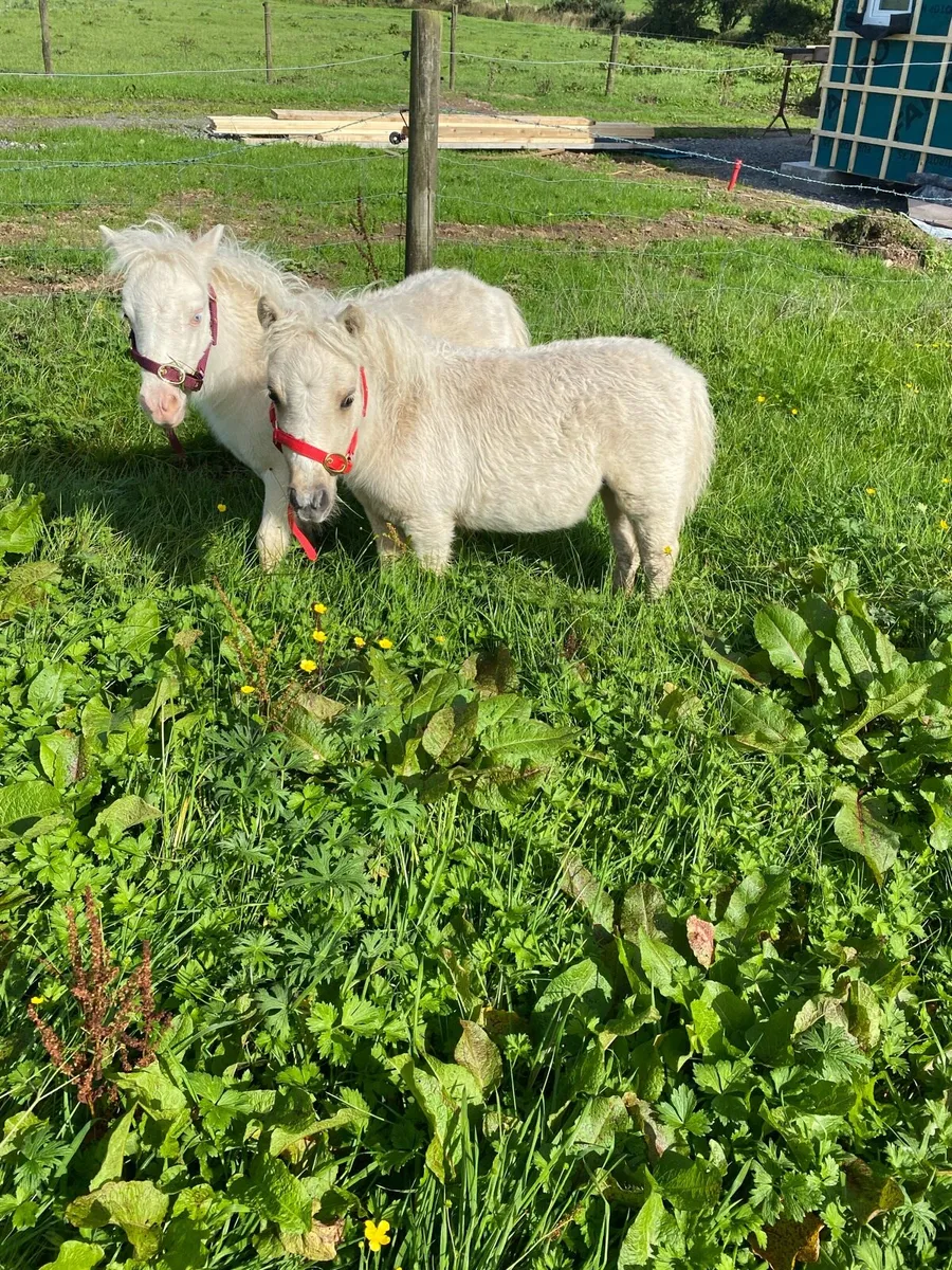 2 tiny Falabellas fillies - Image 1