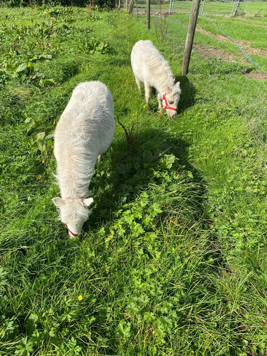 2 tiny Falabellas fillies - Image 3