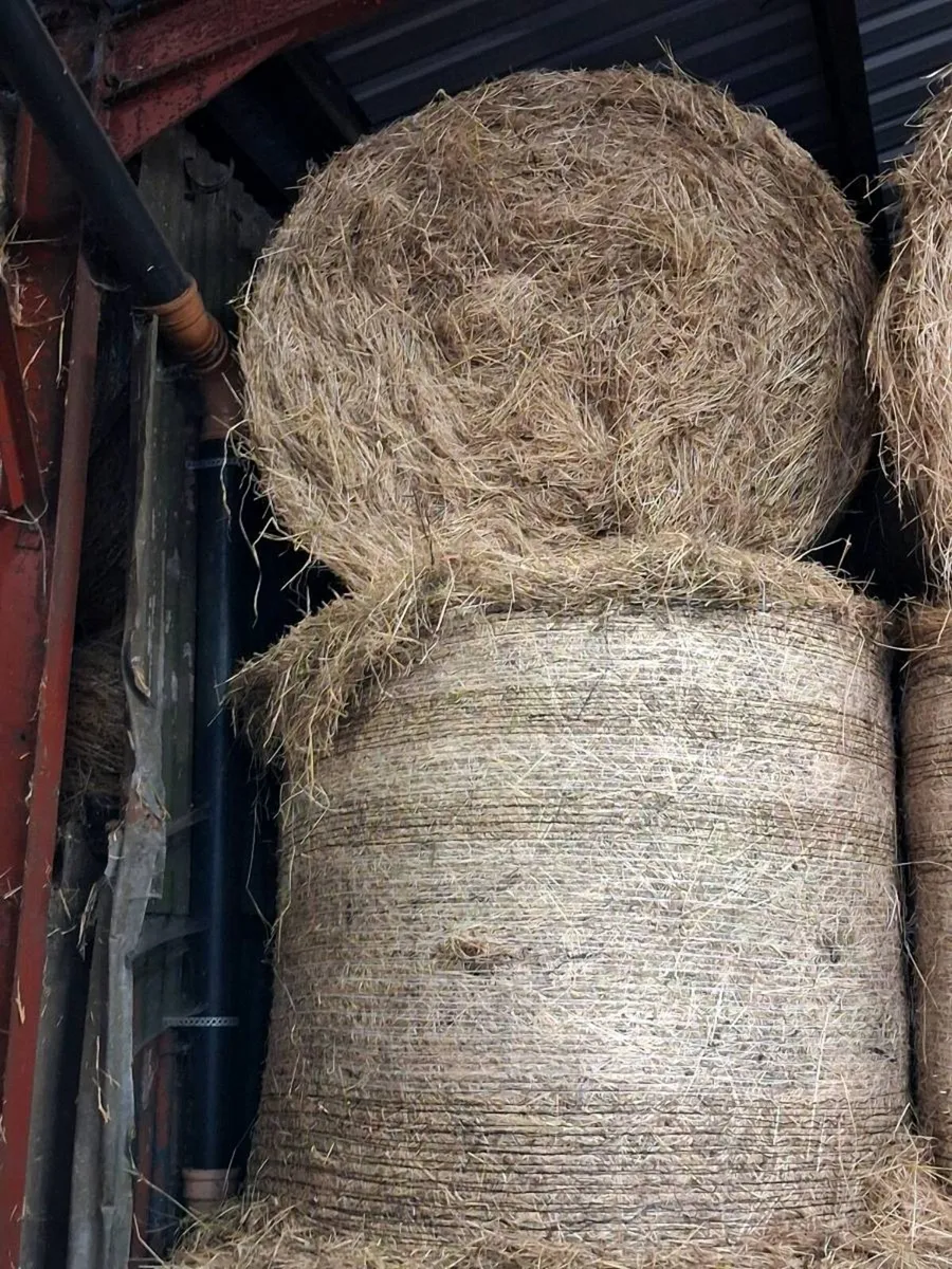 Round hay bales - Image 2