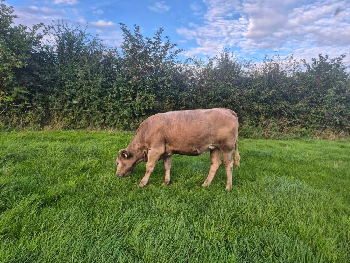 Heifers - Image 1