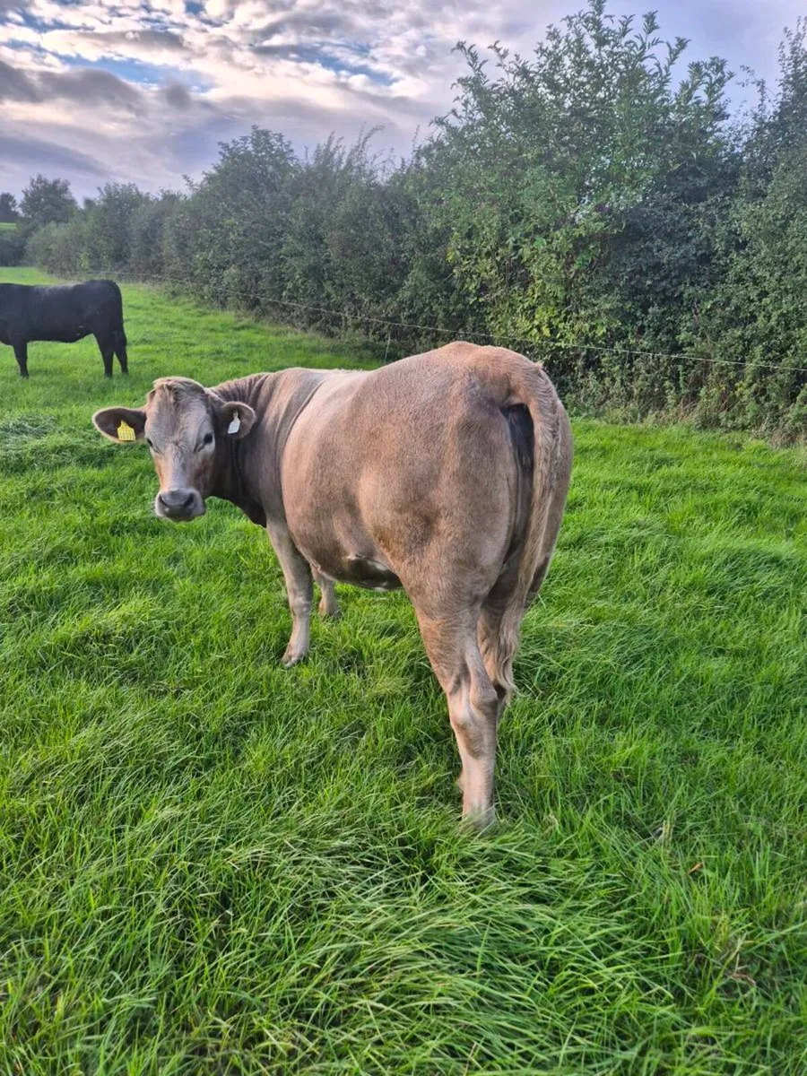 Heifers - Image 2