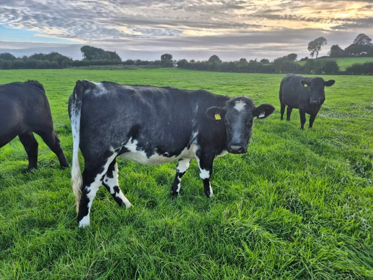 Heifers - Image 3