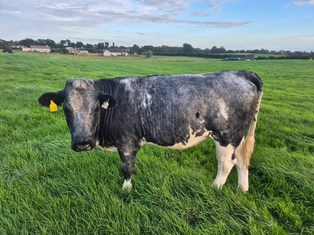 Heifers - Image 4