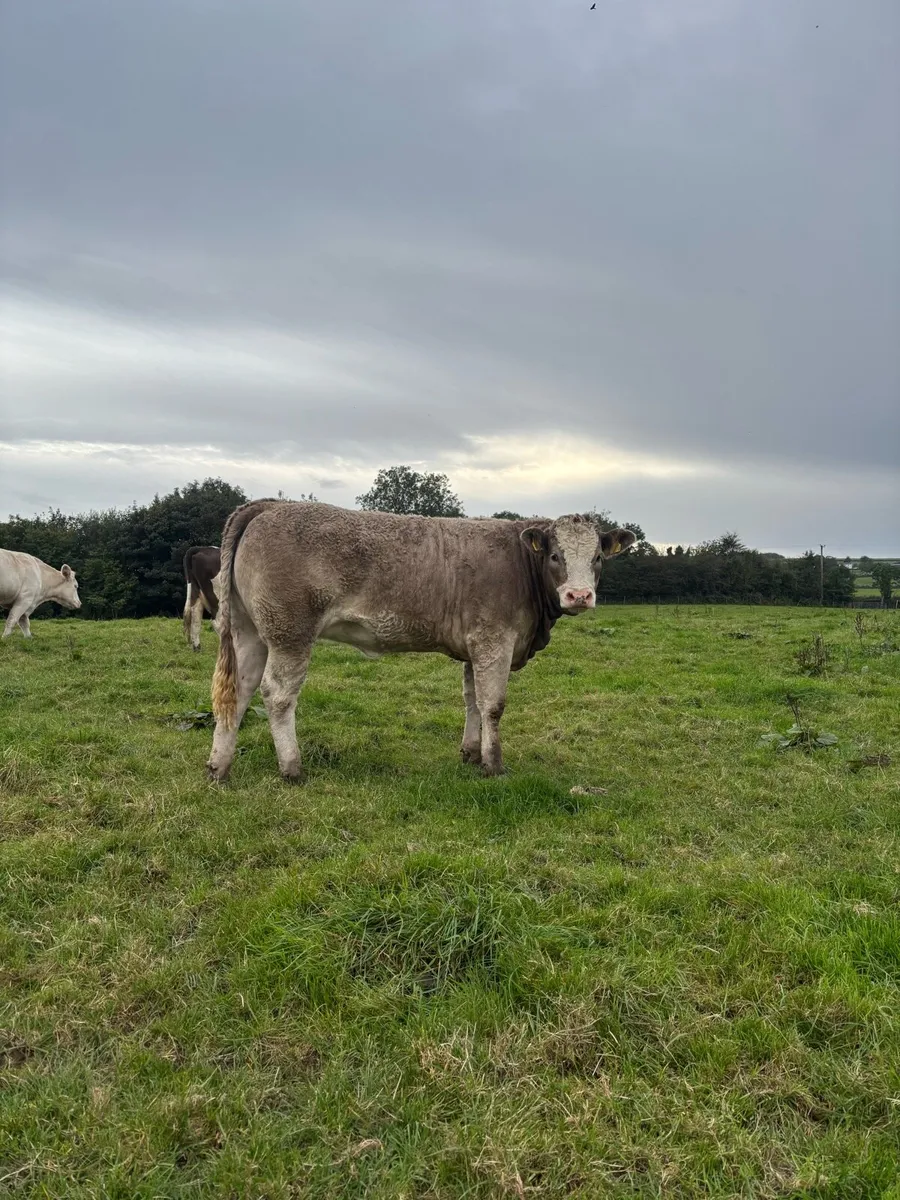 Bulls and heifers - Image 1