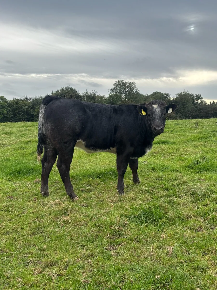 Bulls and heifers - Image 2