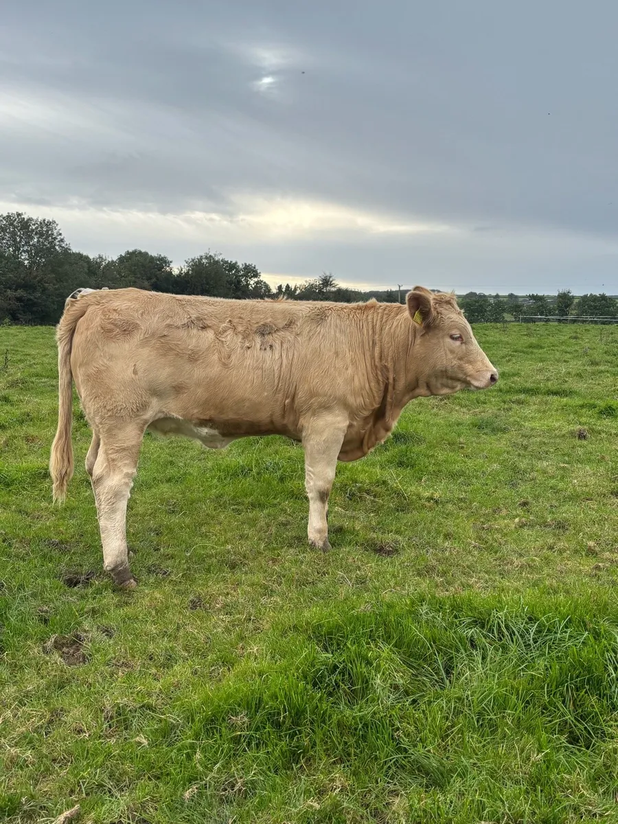 Bulls and heifers - Image 3