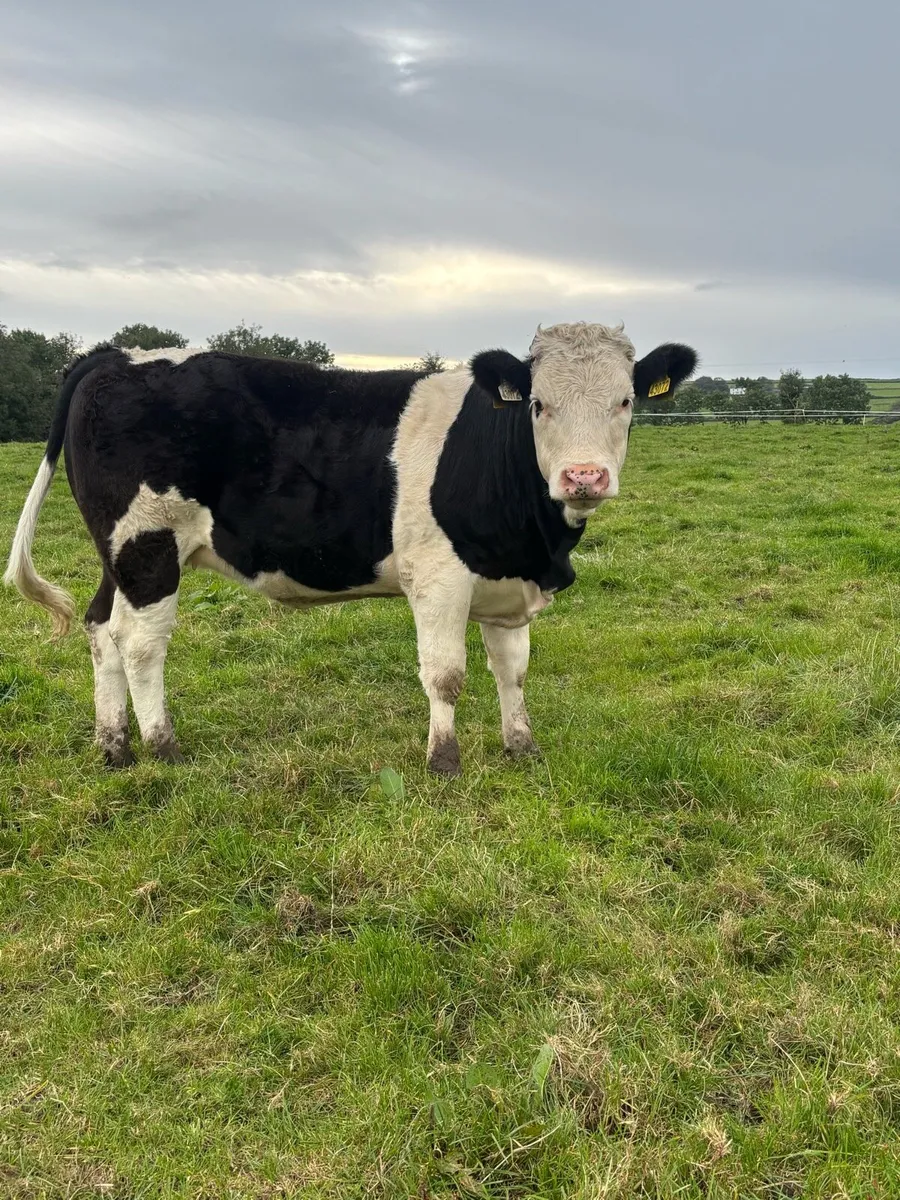Bulls and heifers - Image 4