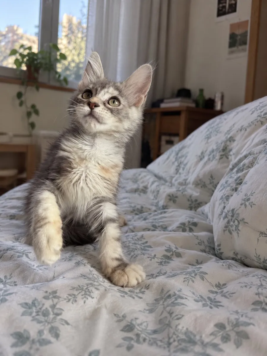 Beautiful purebreed Mainecoon female kitten - Image 1