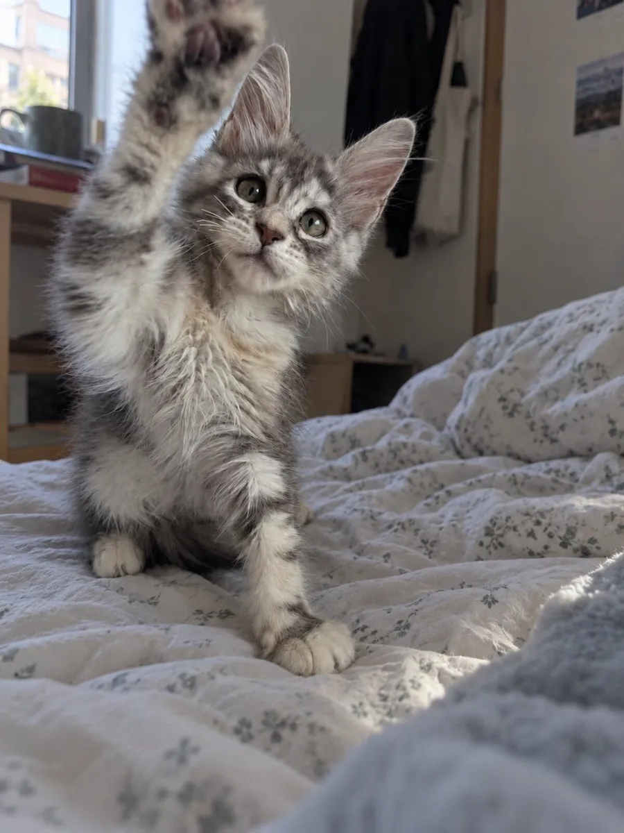 Beautiful purebreed Mainecoon female kitten - Image 2