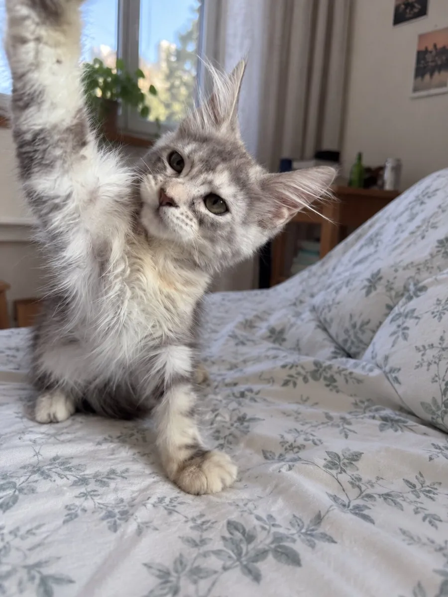 Beautiful purebreed Mainecoon female kitten - Image 3