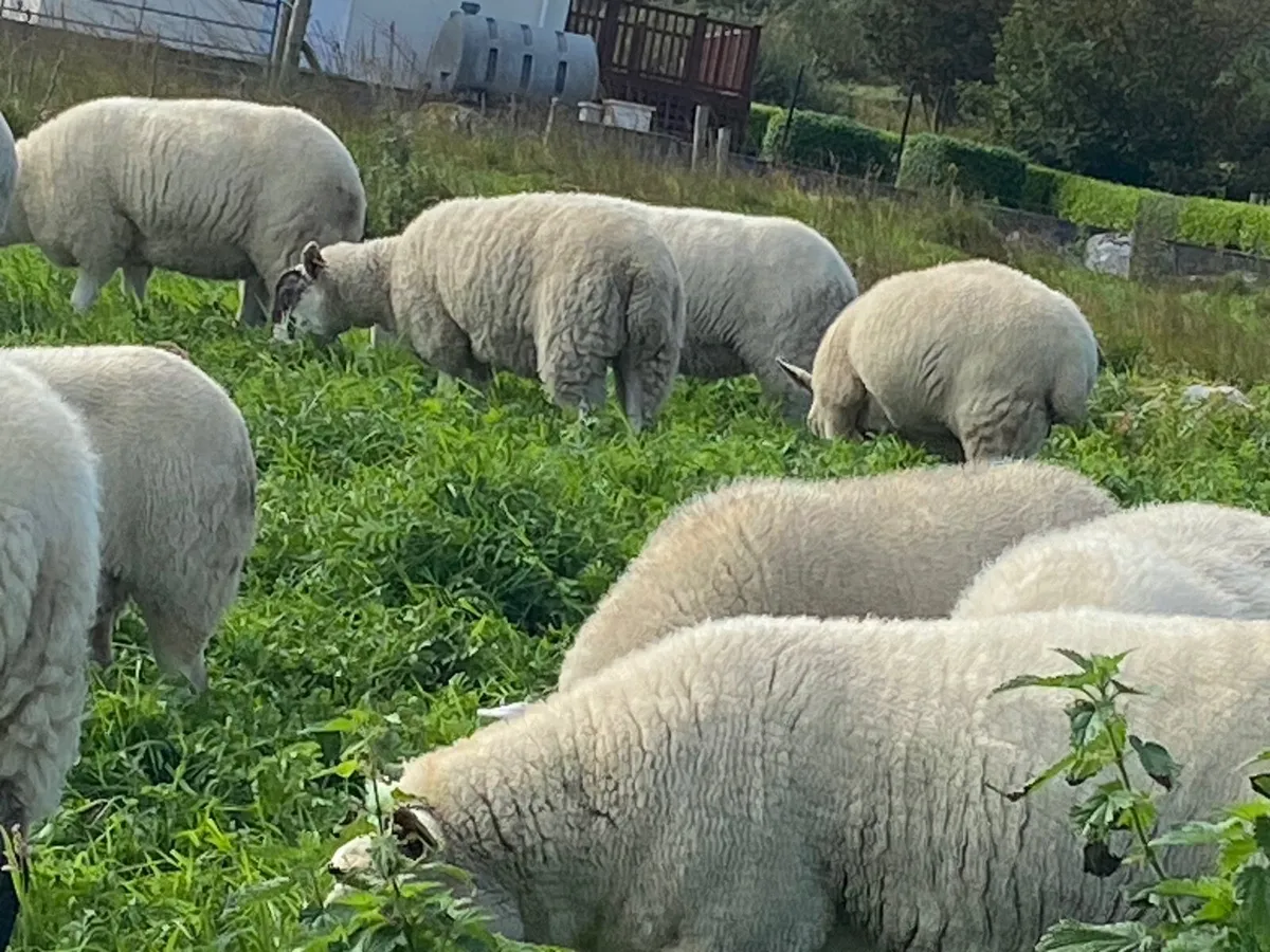 Hoggetts - Image 1