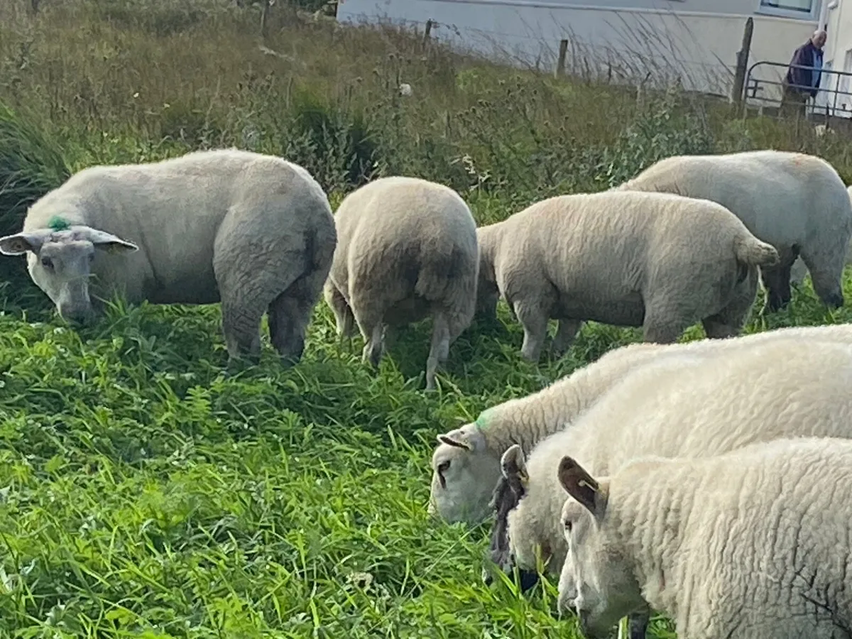 Hoggetts - Image 2