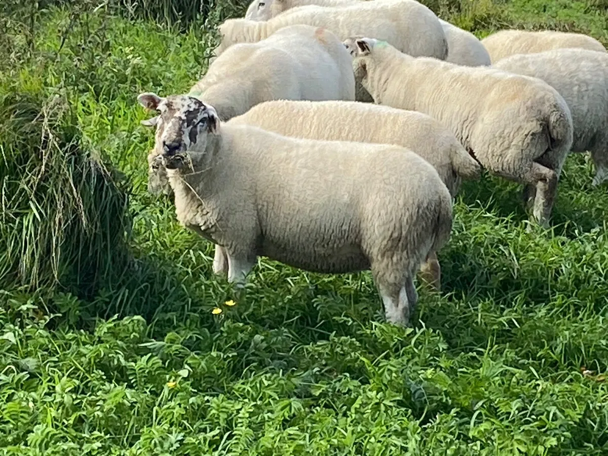 Hoggetts - Image 4