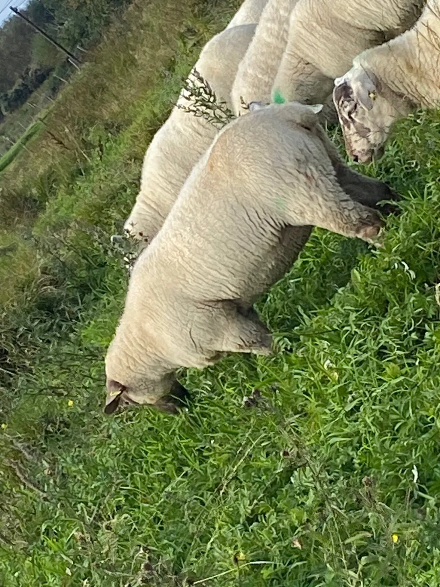 Hoggetts - Image 3