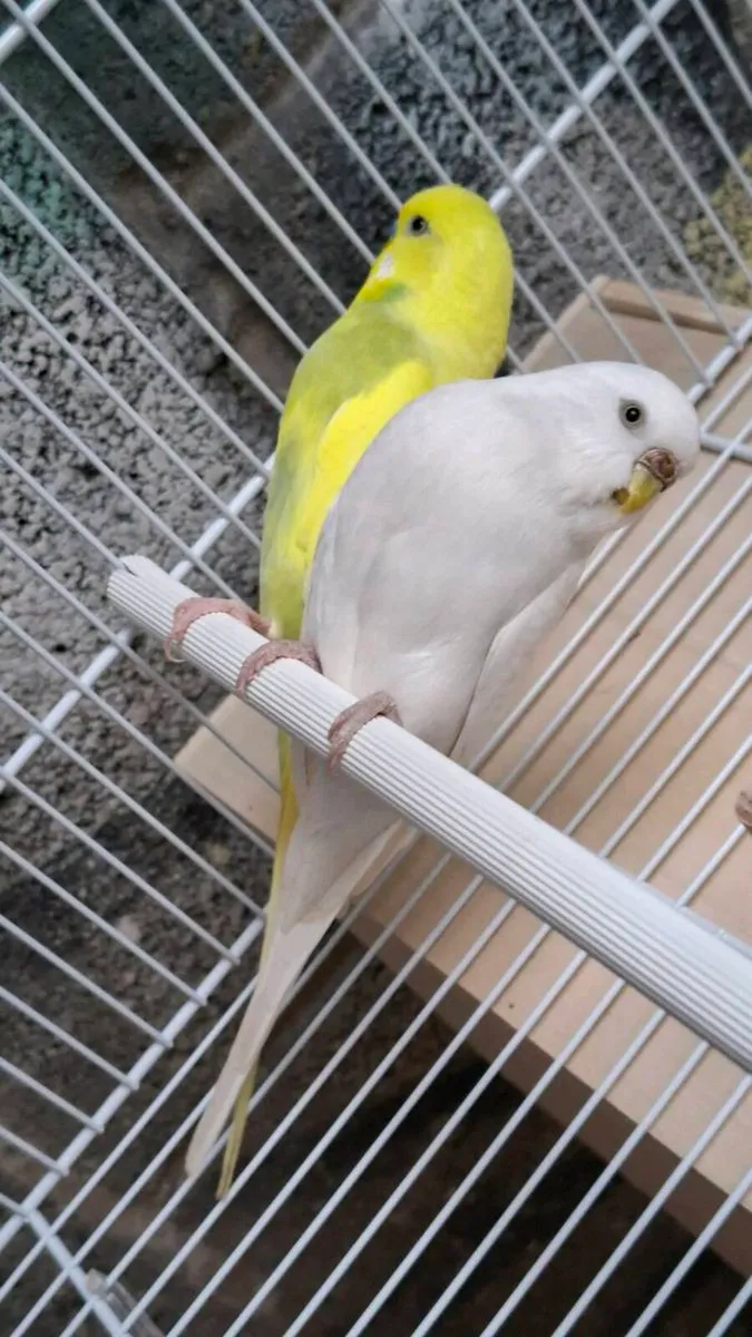 Budgies with cage and stand - Image 1