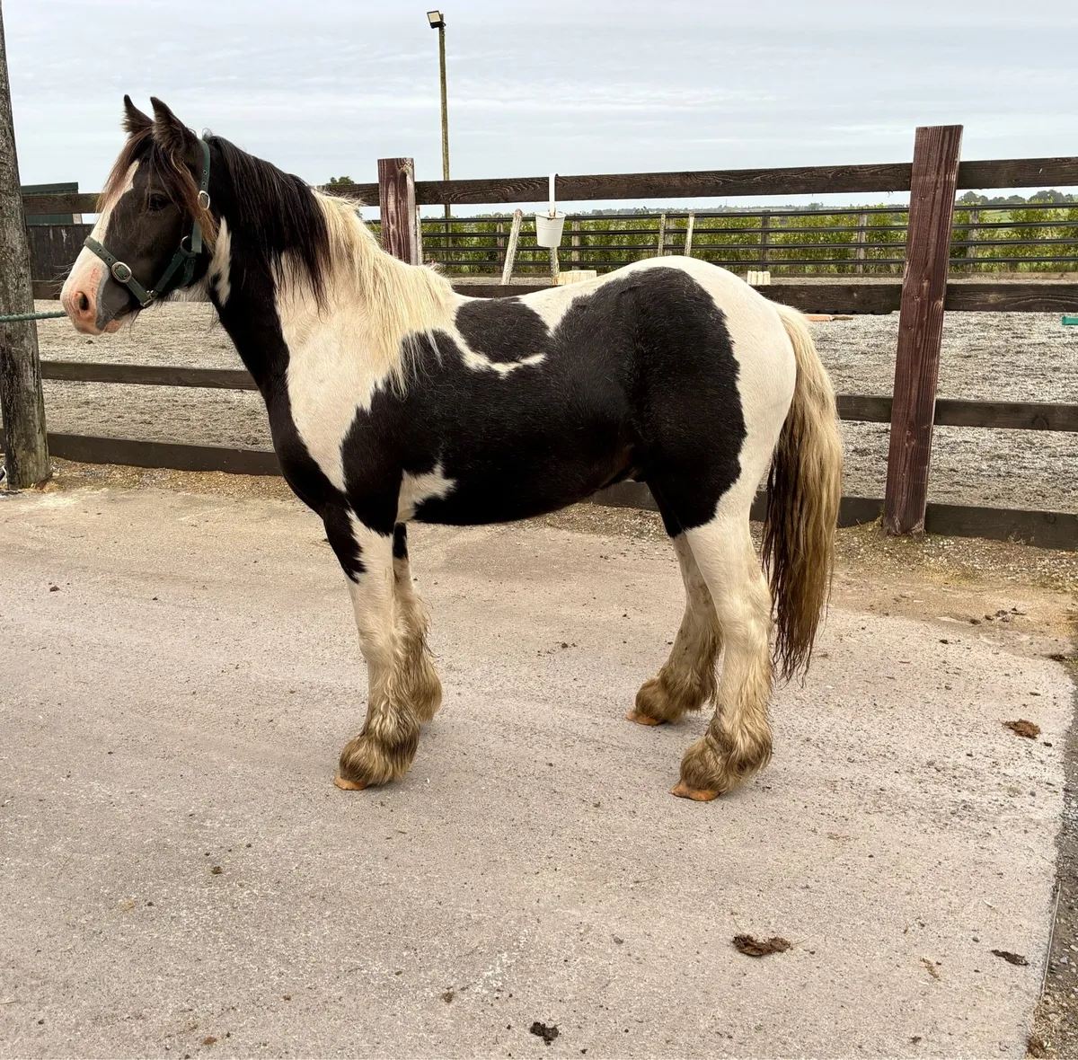 Yearling colt - Image 2