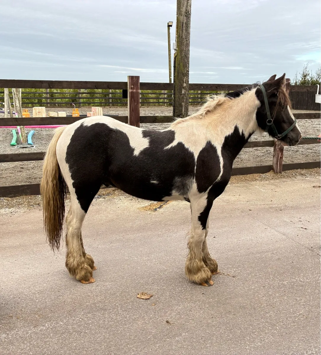 Yearling colt - Image 1