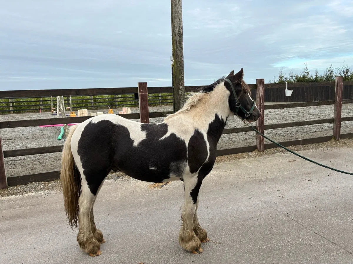 Yearling colt - Image 3