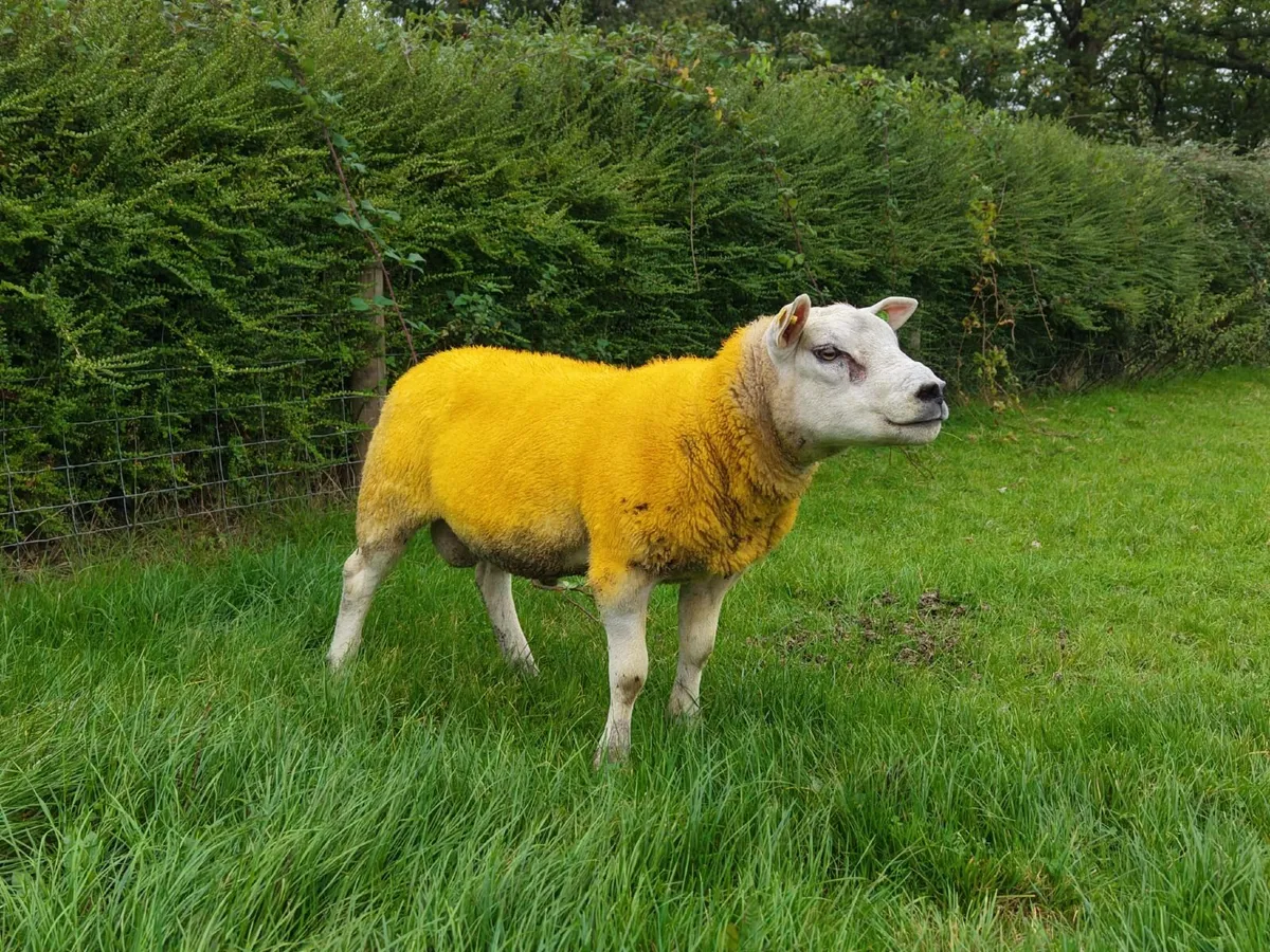 Pedigree Texel Ram - Image 4