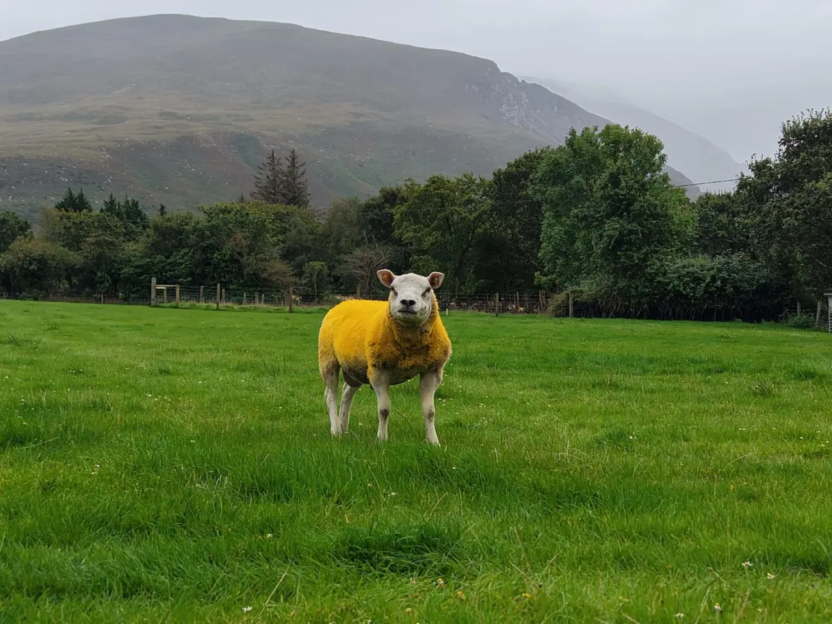 Pedigree Texel Ram - Image 2