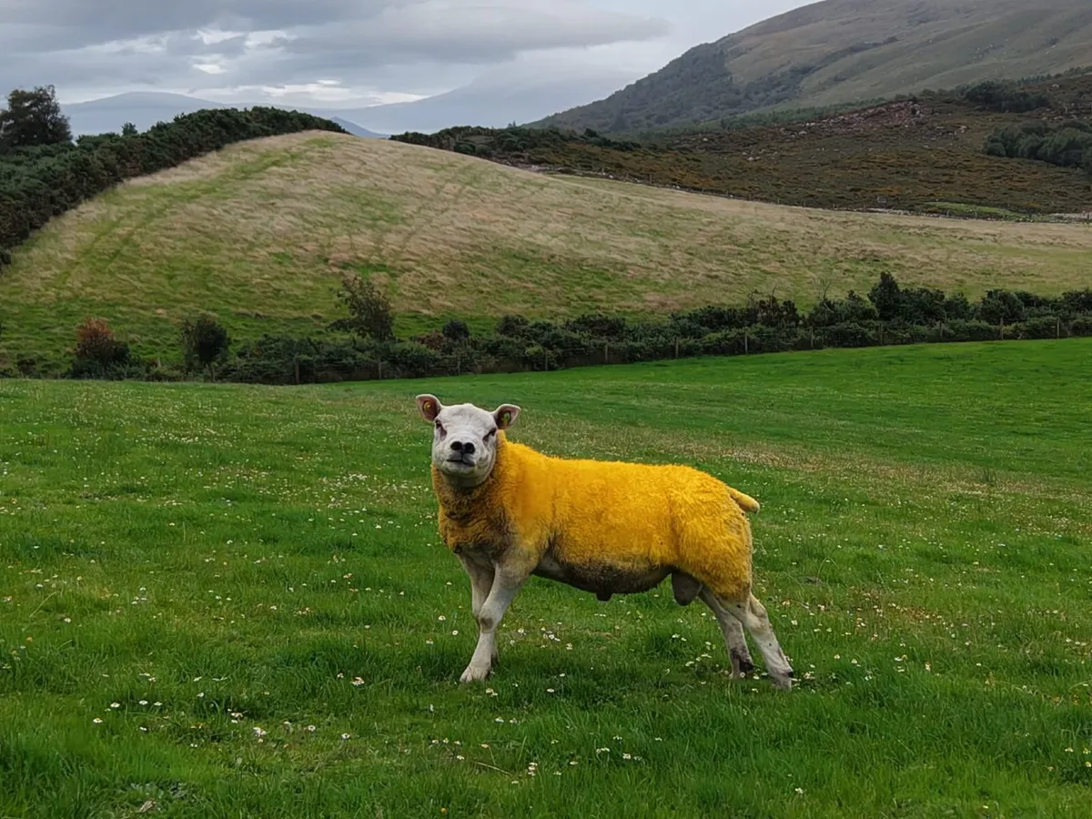 Pedigree Texel Ram - Image 1