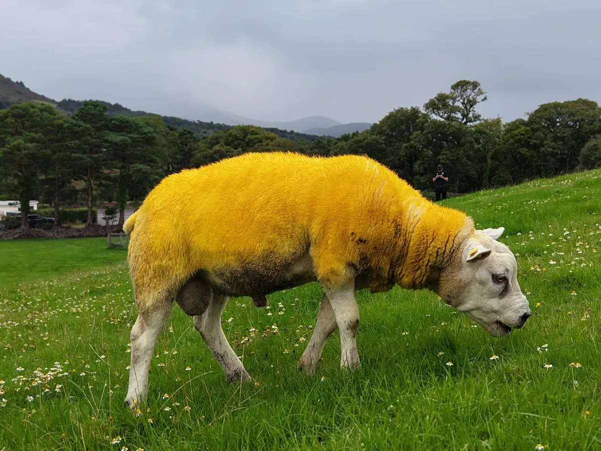 Pedigree Texel Ram - Image 3