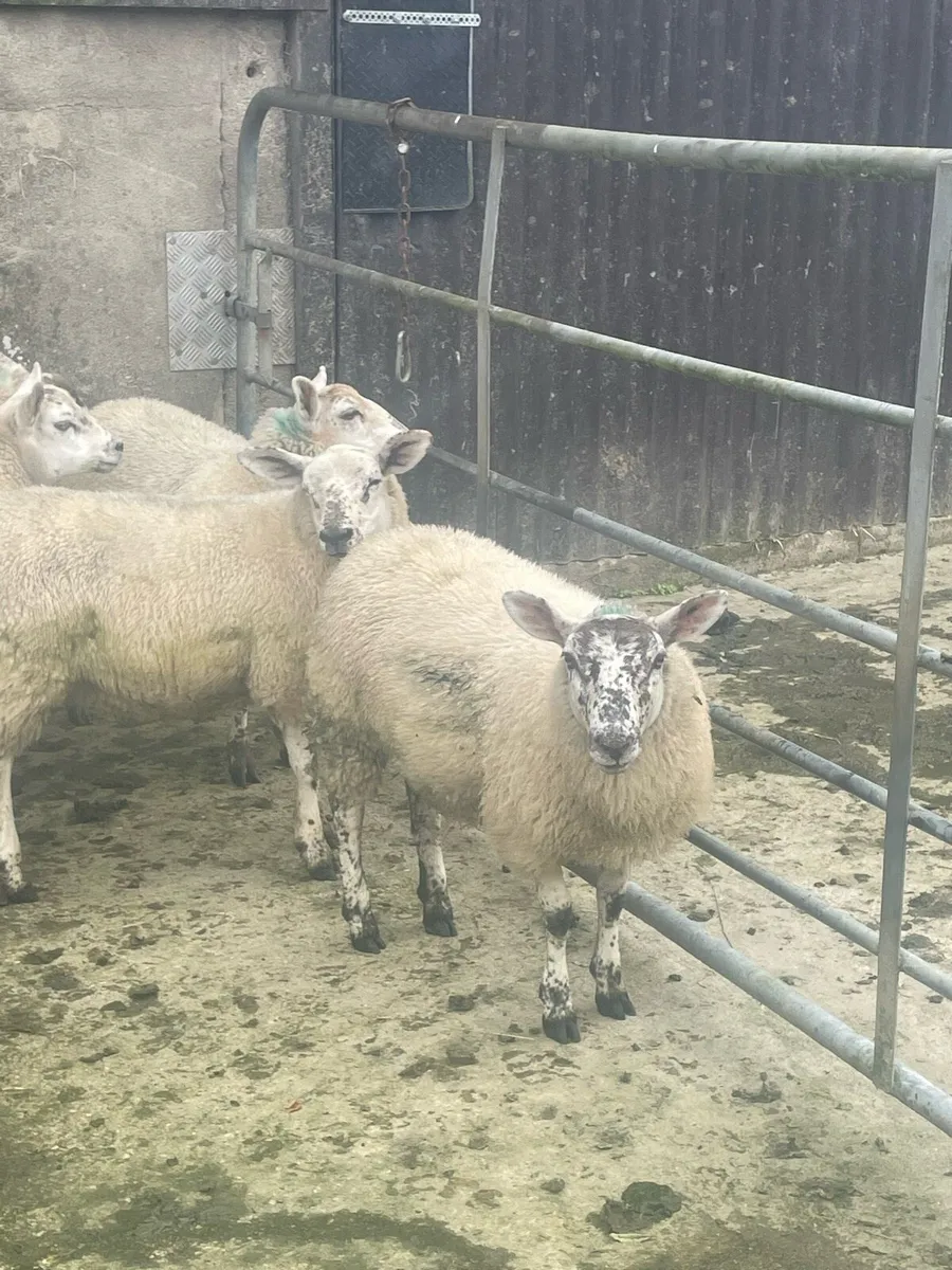 Ewe lambs - Image 2